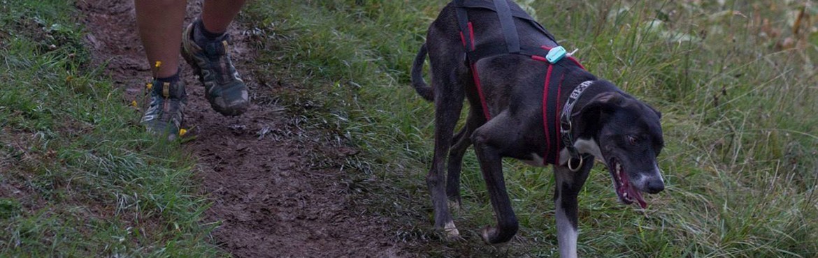 Canimarche & Dogtrekking - finde deine Ausrüstung |  Basicdog.ch - Zughundesport Onlineshop