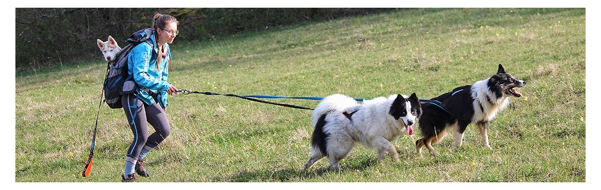 Dogtrekking Leinen