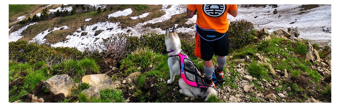 Dogtrekking Laufgürtel