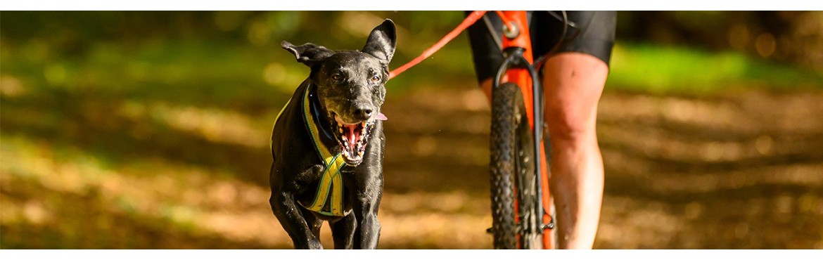 Scooter Leinen 1-Hund