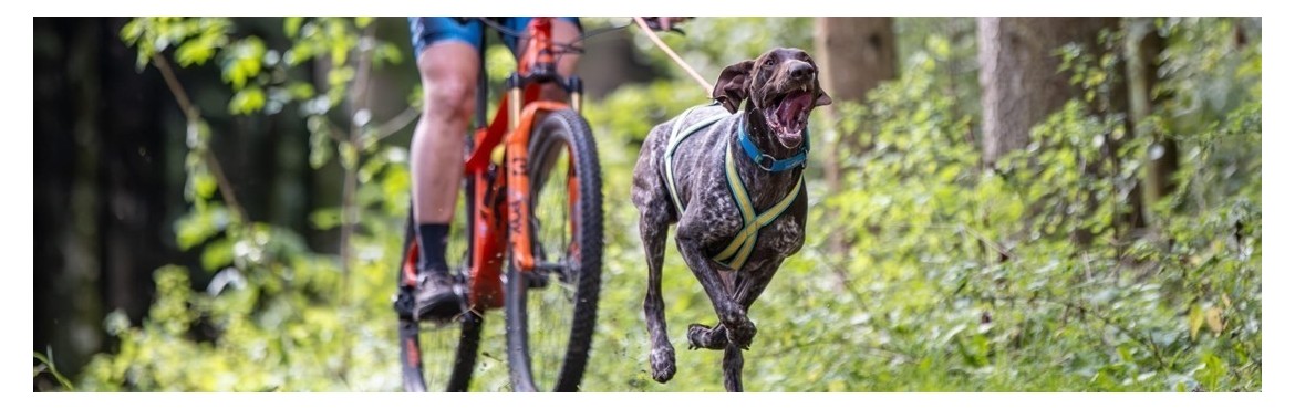 Harnais de traction pour ton chien | Basicdog.ch - spécialiste matériel canicross